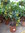 Citrus Calamondin Mitis Hochstamm 65 - 80 cm