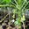 Papaya babaca carica Papayabaum Melonenbaum ca. 120 cm