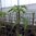 Papaya babaca carica Papayabaum Melonenbaum ca. 60 - 80 cm