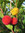 Erdbeerbaum Arbutus Undeo Busch/Halbstamm ca. 80 - 100 cm