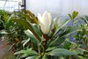 Magnolie Magnolia Grandiflora ca.160 cm