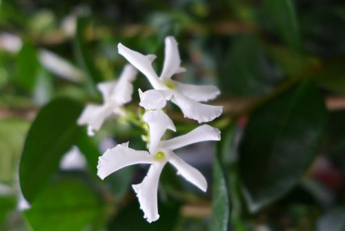 Sternjasmin Trachelospermum Jasmin ca. 90 - 110 cm weiß