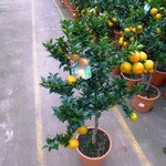 Citrus Chinotto myrtifolia Hochstamm ca. 80 cm