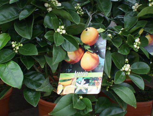 Citrus Arancio sinensis Orangenbaum ca. 70 - 80 cm