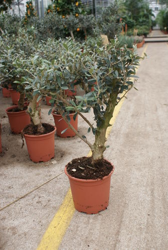 Olivenbaum Bonsai Olea Europea ca. 30 - 40 cm
