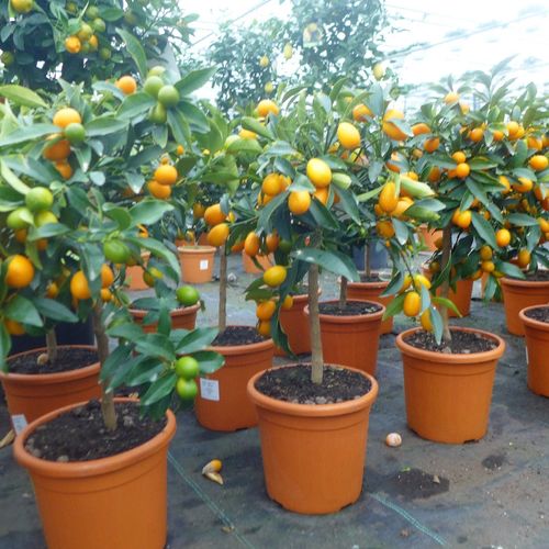 Citrus Kumquat fortunella Zwergorange ca. 70 - 80 cm