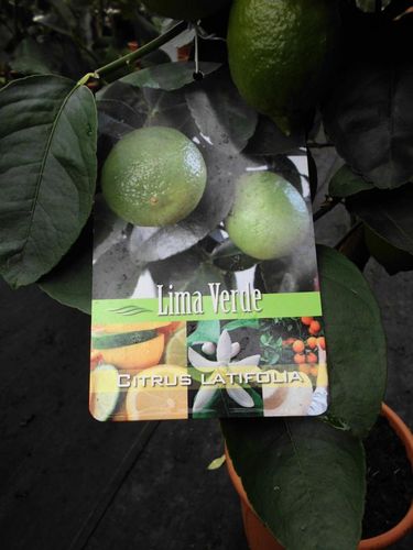 Citrus Lima verde latifolia ca. 70 - 80 cm
