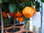 Citrus Arancio Corrugato Bizarro. 70 - 80 cm