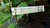 Magnolie winterhart Soul Brozzoni ca.120 cm