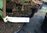 Magnolie winterhart Joe Mc daniels ca.120 cm