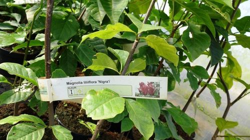 Magnolia liliiflora nigra winterhart Magnolie ca.120 cm
