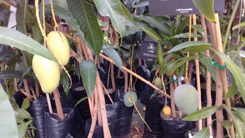 Mango Mangifera indica 160 cm