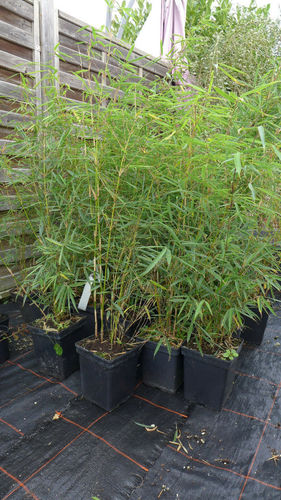 14x Bambus fargesia robusta Campbell ca.110-120 cm C5 im Set