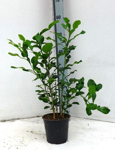 40x Pfefferpflanzen "Piper Saxment" ca.30 cm im Set