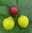 1x Guave rossa ca.160 cm und 1x Guave gialla ca. 160 cm im Set