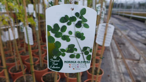 Meerrettichbaum Moringa Oleifera Moringaceae ca. 100-120 cm