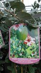 Ananasguave Feijoa Mammouth ca.100 cm Brasilianische Guave veredelt