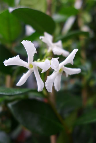 45x Sternjasmin Trachelospermum Jasmin ca. 60 - 70 cm weiß im Set