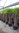 5x Hanfpalme Trachycarpus fortunei ca. 220 - 250 cm /ca. 120 - 140 cm Stamm winterhart im Set