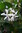 1x Sternjasmin Trachelospermum  ca.100 cm weiß und 1x Lagerströmia versch. Sorten ca. 160-170 im Set