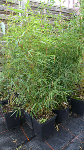 Bambus fargesia robusta Campbell ca. 80-100 cm C5