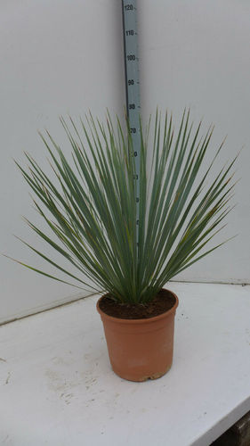 Details zu  Yucca rostrata ca. 60- 80 cm frostfeste Palme
