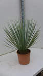 3x Yucca rostrata ca. 60- 80 cm frostfeste Palme im Set