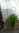 2x Jadebambus roter Bambus Fargesia jiuzhaigou ca. 140 -160 cm und 2xBambus  "Blackpearl" im Set