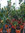 2x Kaikibaum Cioccolatino ca.120 cm und 1x Erdbeerbaum Arbutus Unedo ca.120 im Set