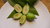 Ananasguave Acca Sellowiana Feijoa ca.120 cm